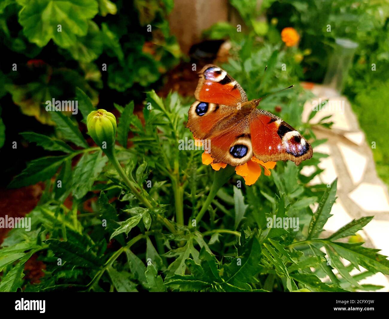 European peacock butterfly - Aglais io Stock Photo - Alamy