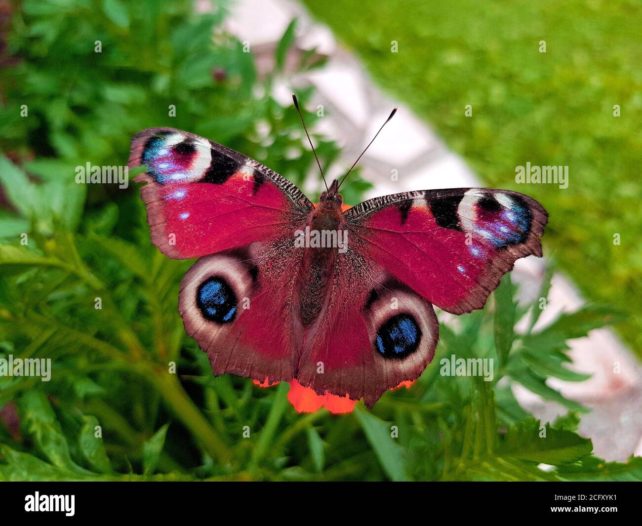European peacock butterfly - Aglais io Stock Photo - Alamy