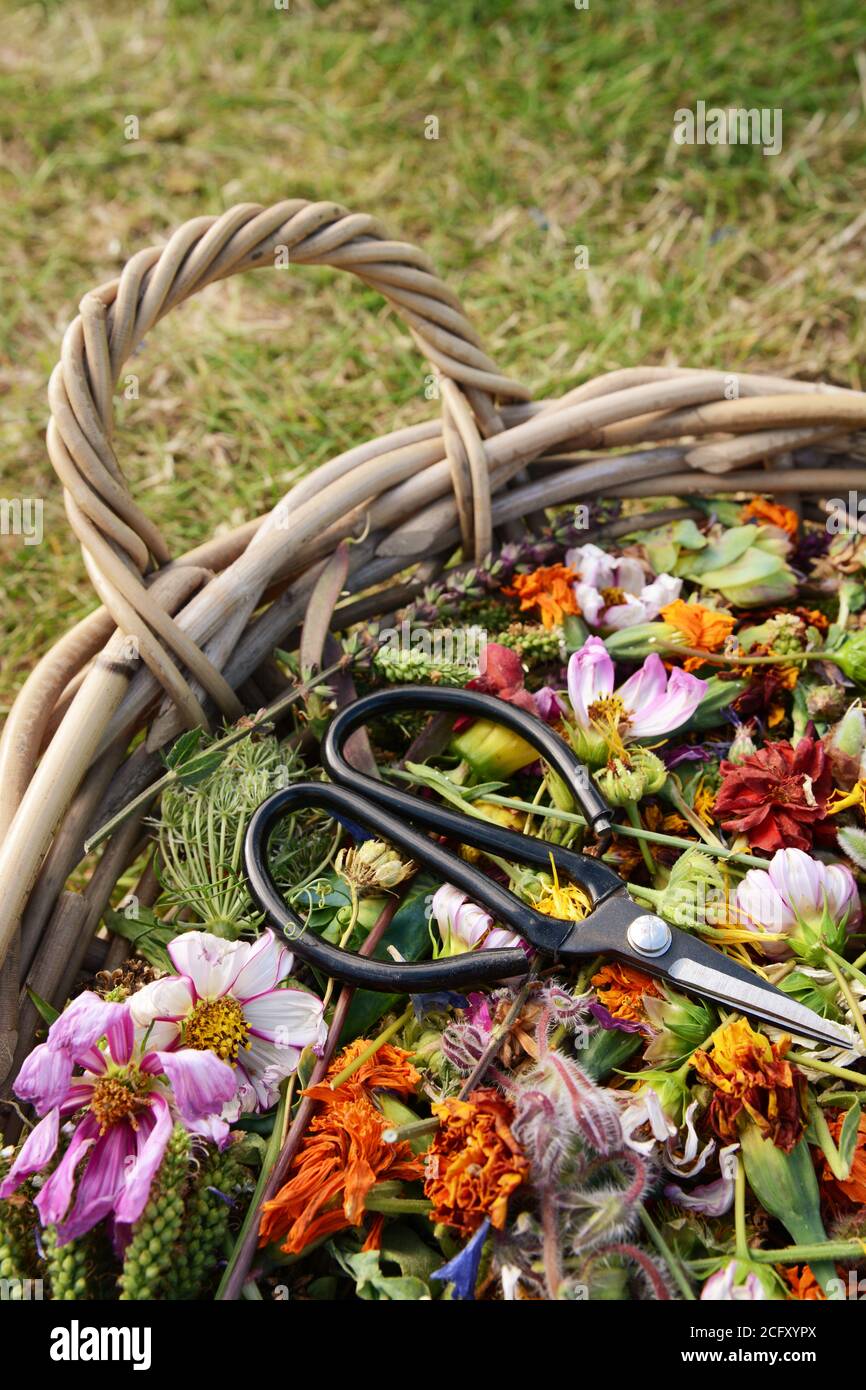 Basket of dead flower blooms and seed heads with retro florist scissors Stock Photo