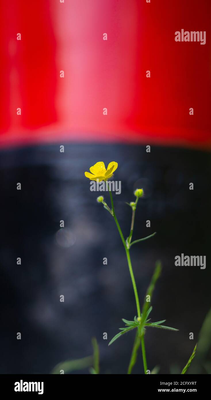 Flower standing tall hi-res stock photography and images - Alamy