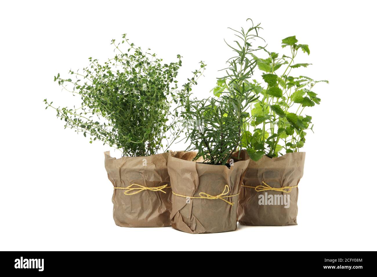 Different herbs in flower pots isolated on white background Stock Photo
