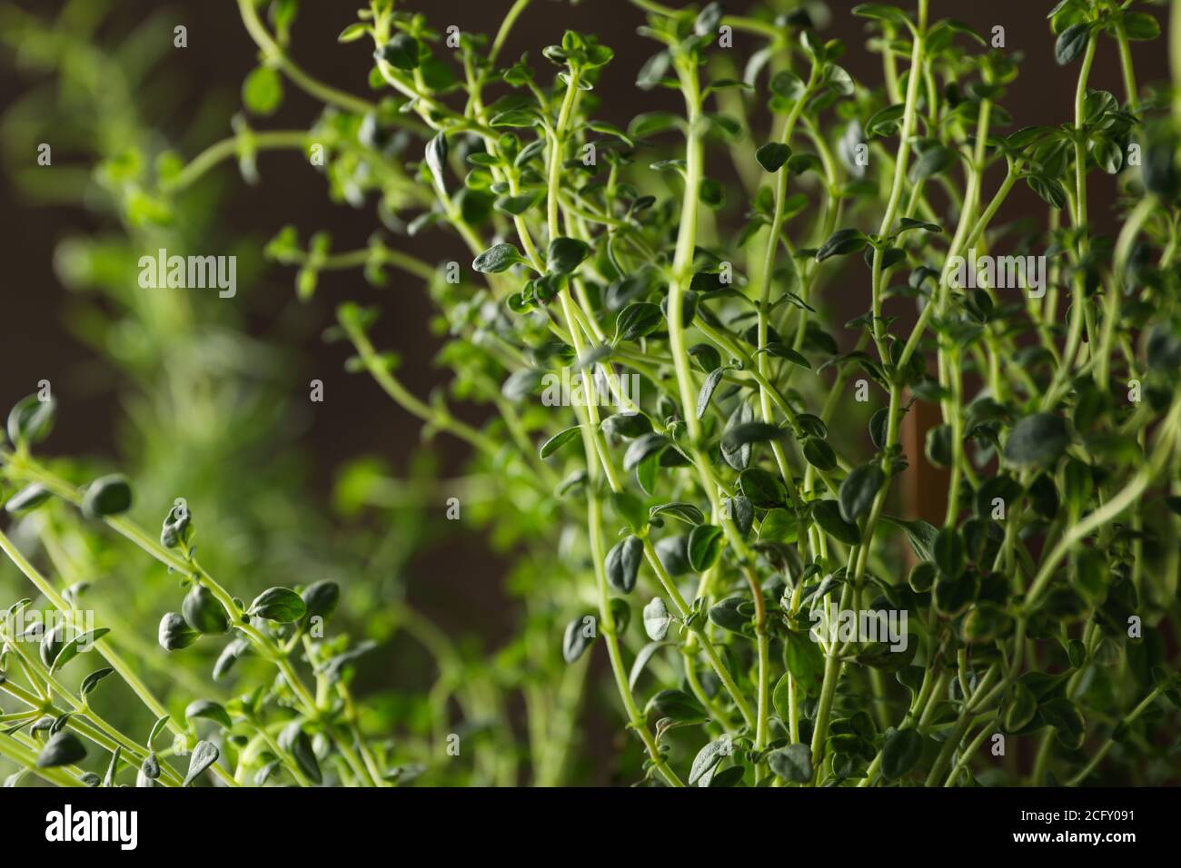 Green herb thyme and selective focus, close up Stock Photo