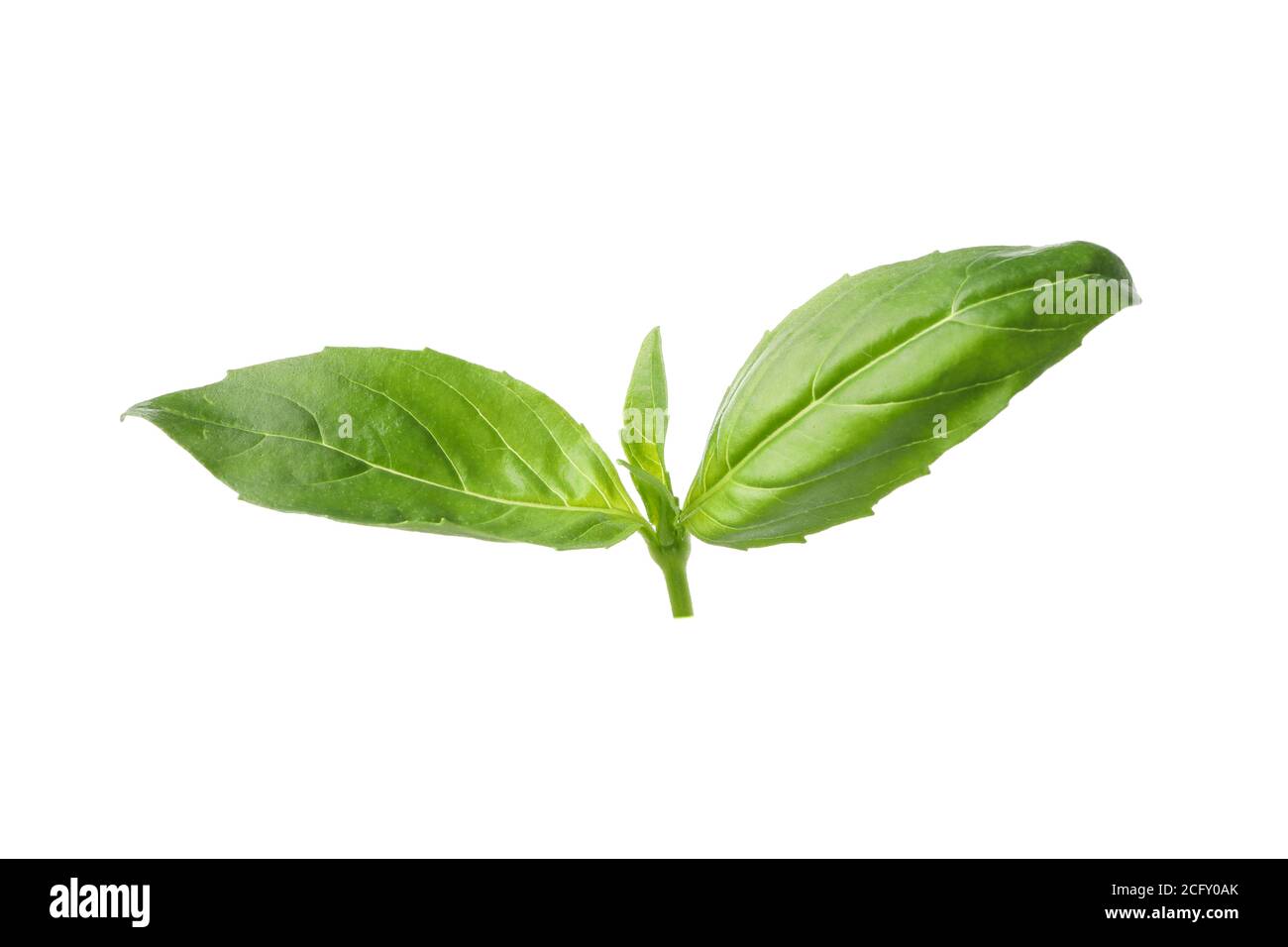 Fresh green basil isolated on white background Stock Photo - Alamy