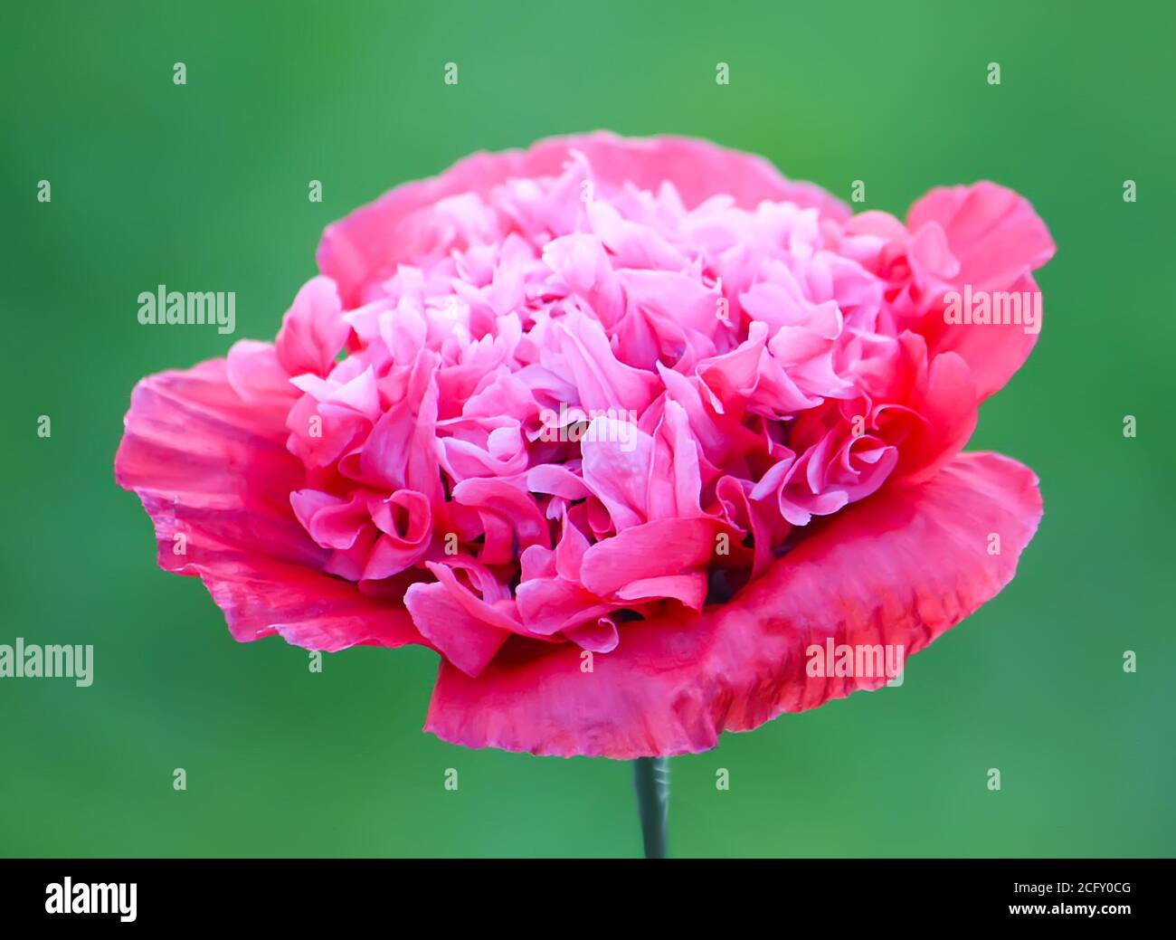 Wildflower lawn garden poppy hi-res stock photography and images - Alamy
