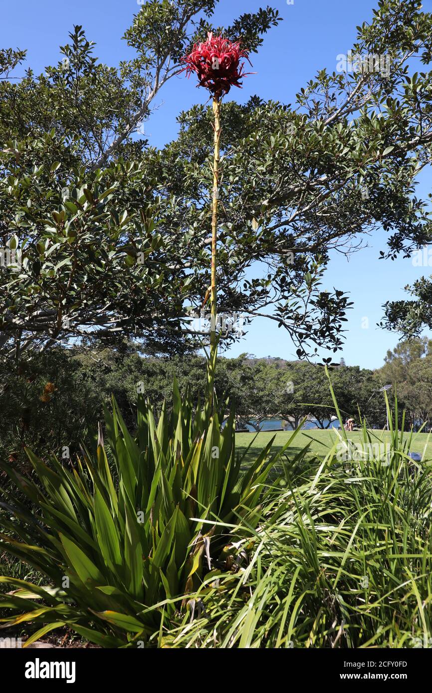 Gymea lily in flower hires stock photography and images Alamy