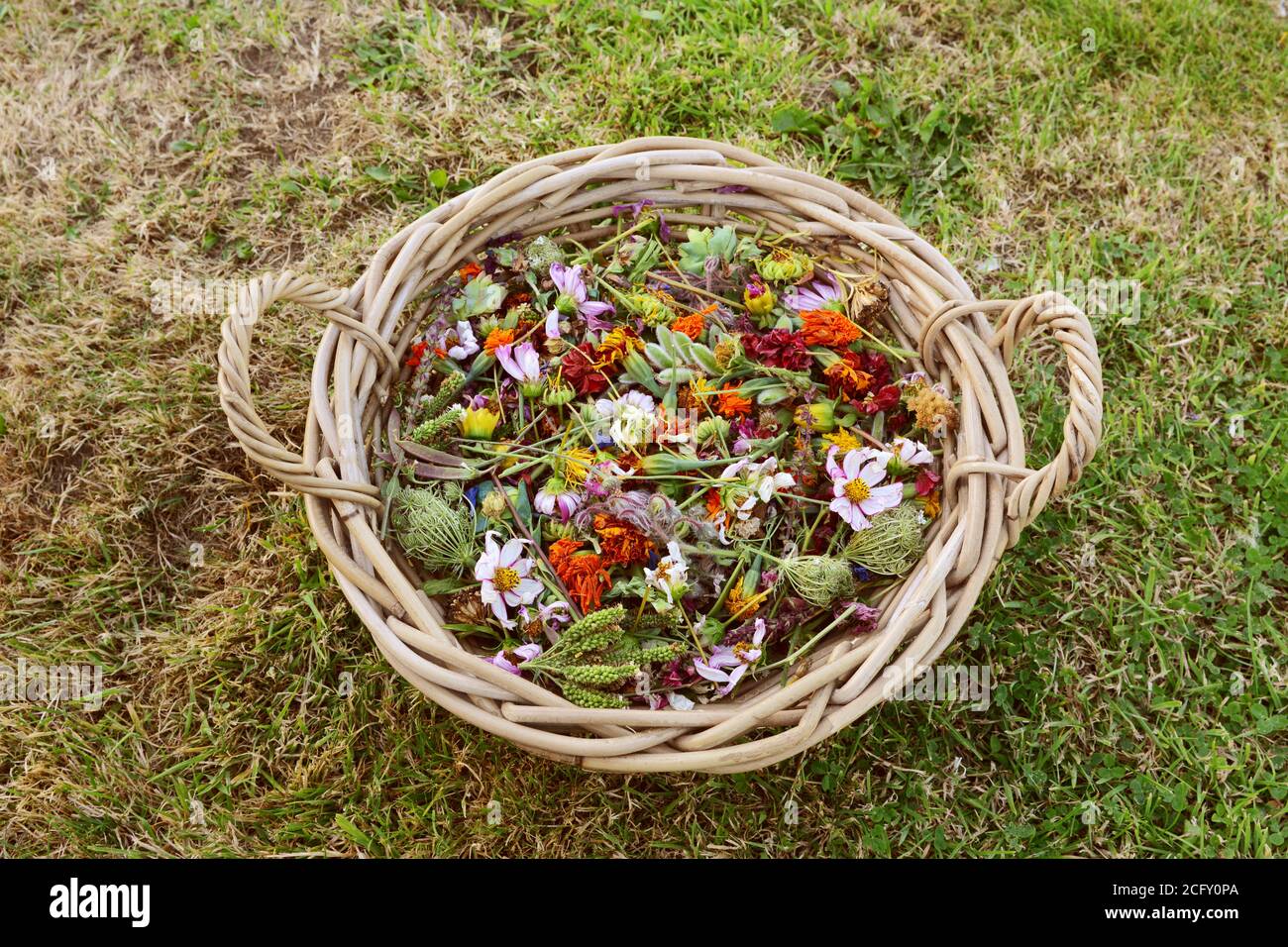 Large woven basket filled with faded garden flowers, plants deadheaded to encourage fresh flowers to grow Stock Photo