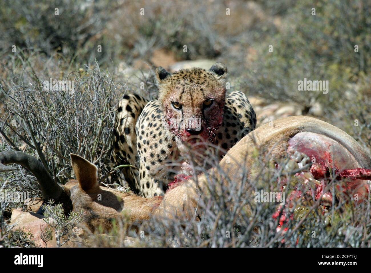 if looks could kill ! Cheetah (Acinonyx jubatus) on Kudu ( Tragelaphus strepsiceros)  kill South Africa Stock Photo