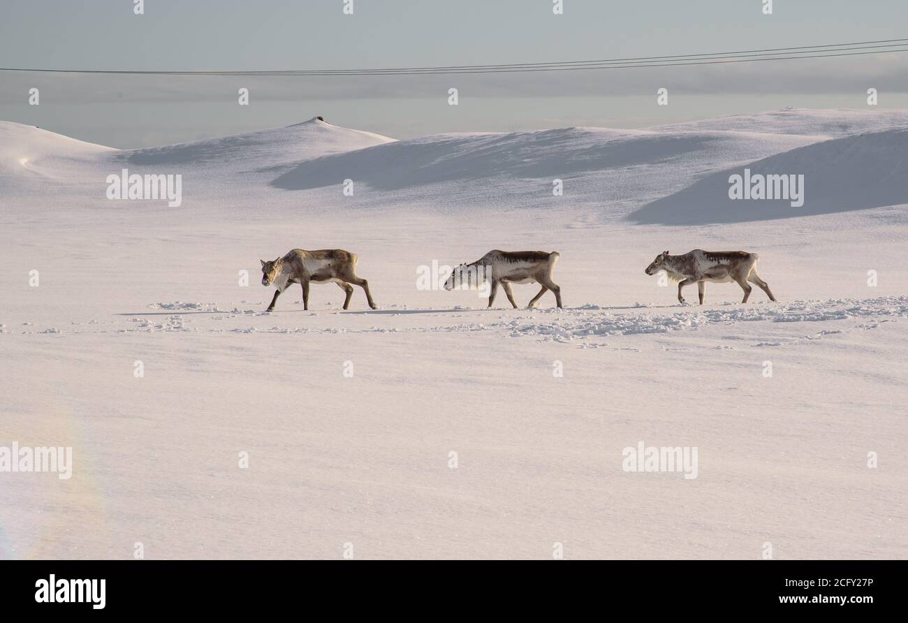 Wild reindeers looking for food through the deep snow in Iceland Stock Photo