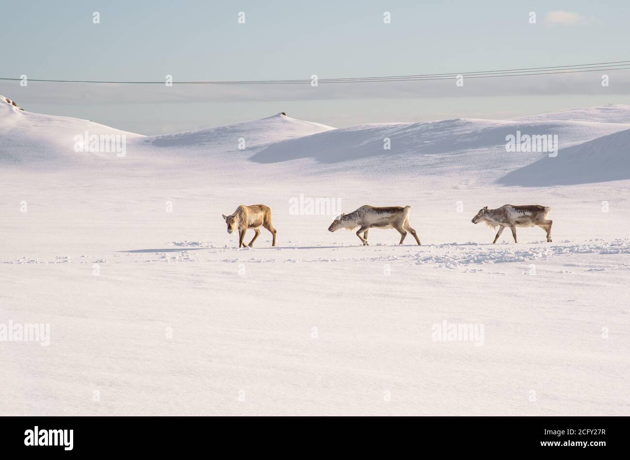 Wild reindeers looking for food through the deep snow in Iceland Stock Photo