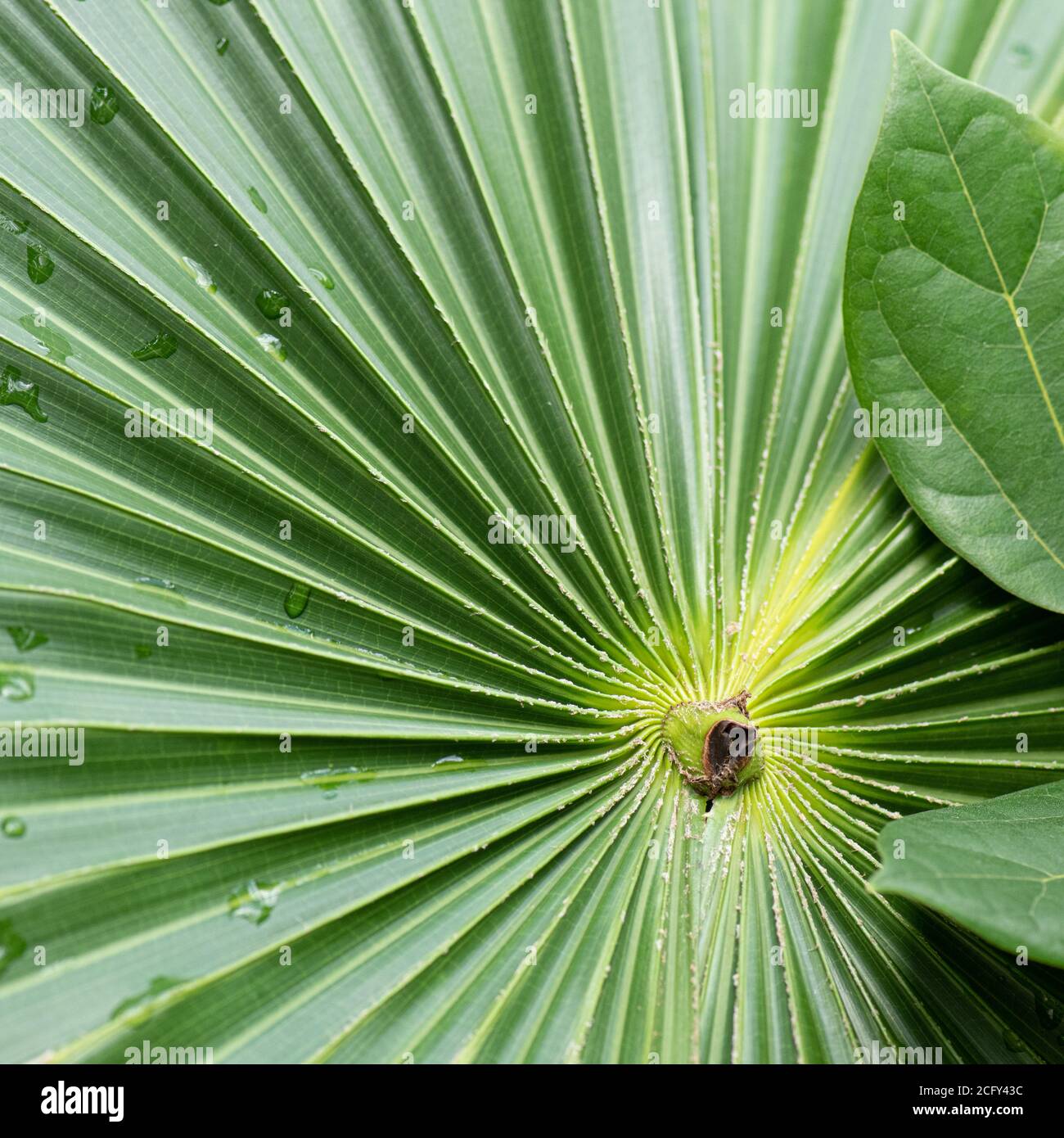 Closeup of the livistona, australis plant commonly known as the Austrialian Cabbage Plant Stock Photo