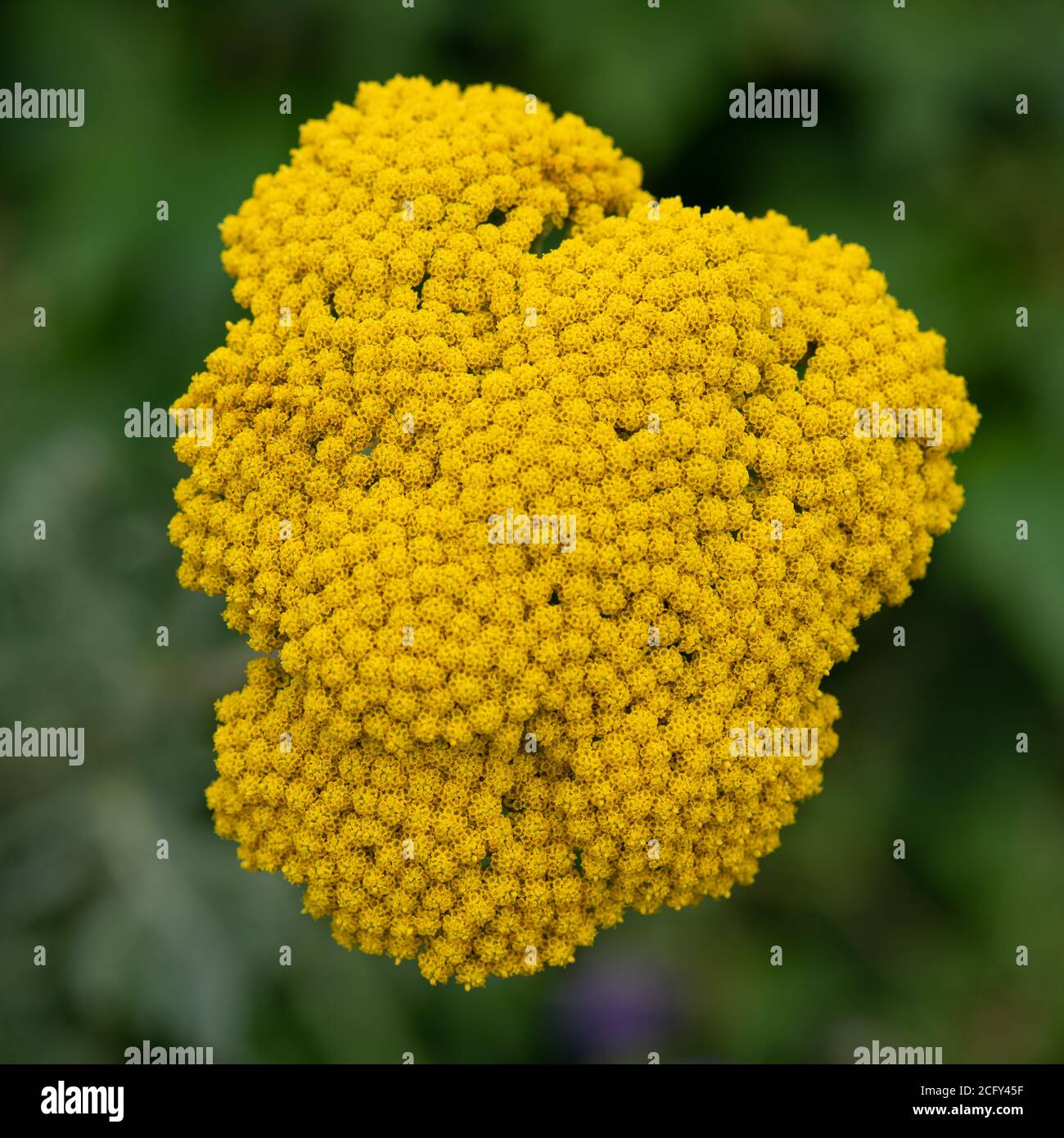 Achillea ageratum, also known as sweet yarrow, sweetNancy, English