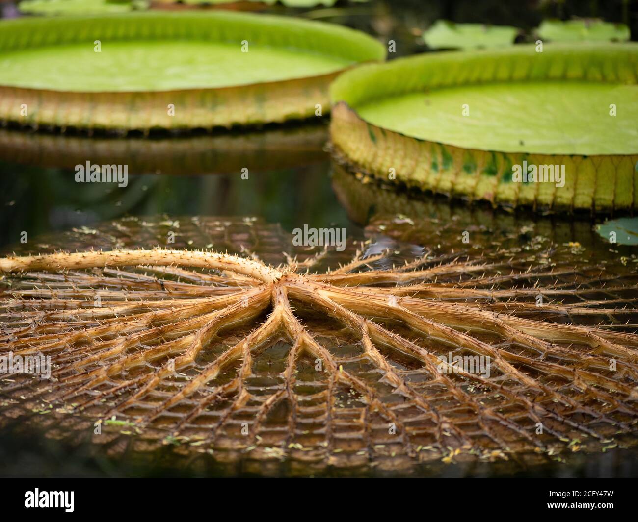 The underside of a lily pad showing a system of stems and tubes that