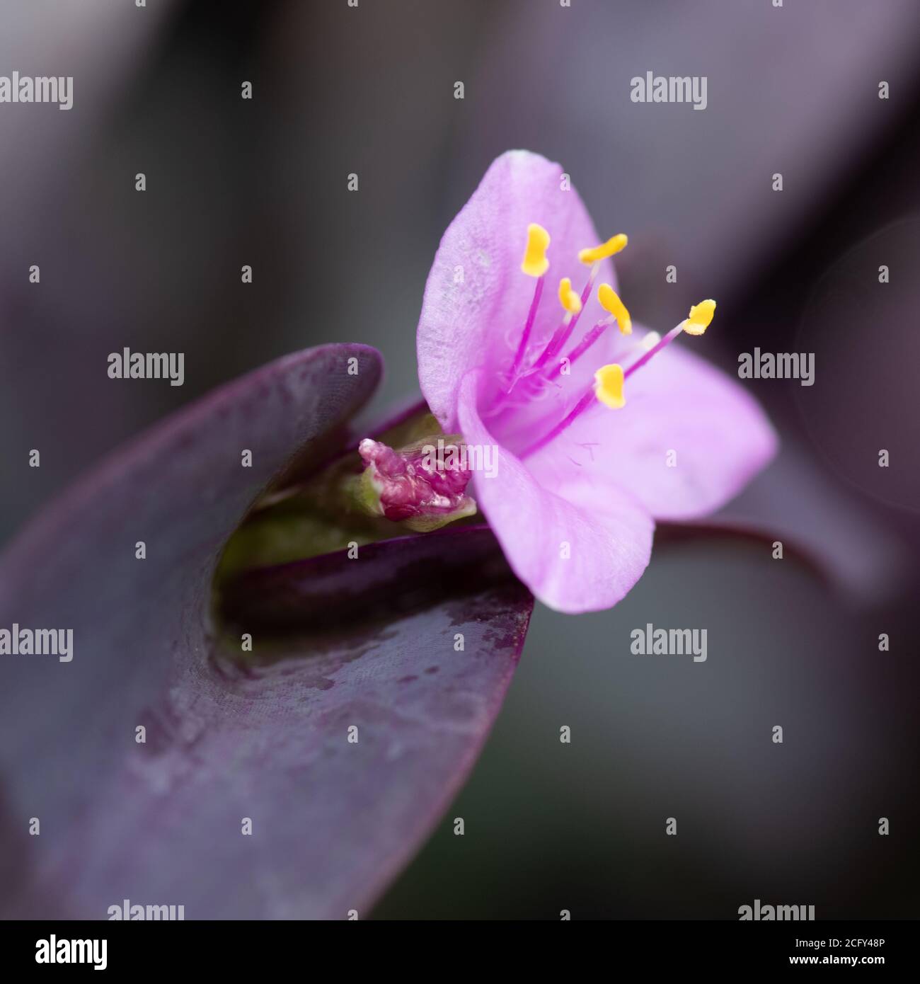 Closeup of the Tradescantia pallida flower, common names include purple secretia, purple-heart, and purple queen Stock Photo