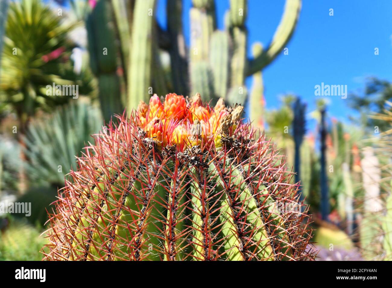 Close up of cactus flowers in Eze exotic garden, France, French Riviera  Stock Photo - Alamy