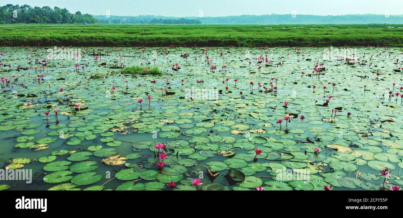clam river full of water lilies and beautiful rice field in background Stock Photo