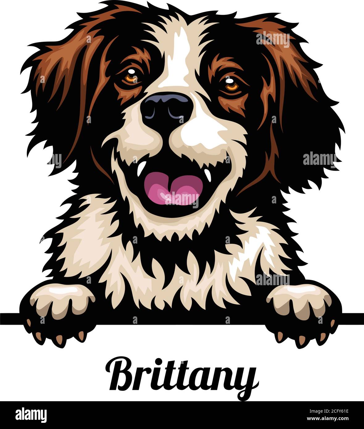 Head Brittany - dog breed. Color image of a dogs head isolated on a white background Stock Vector