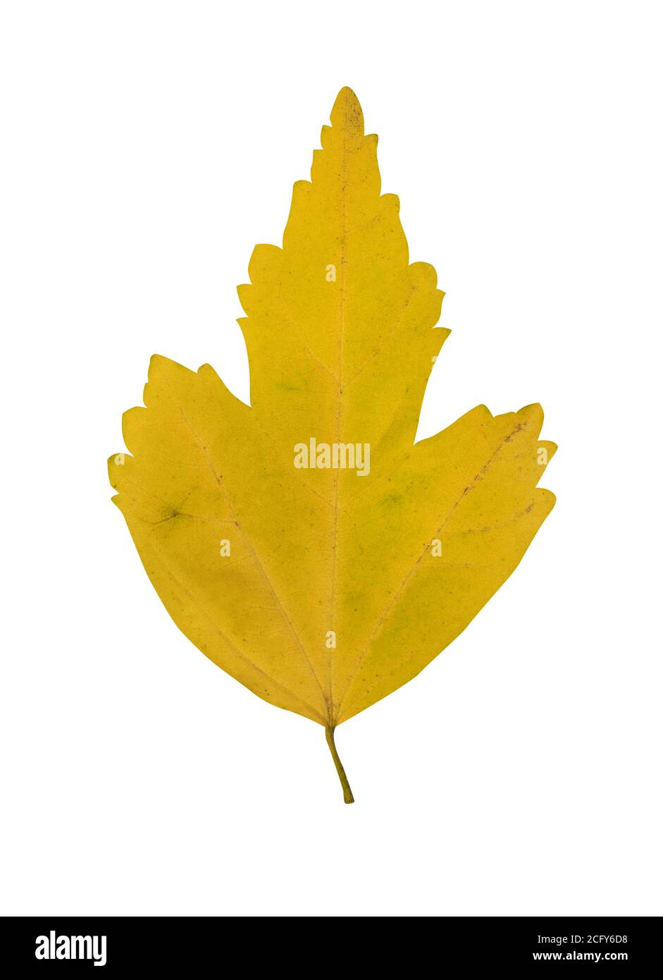 Autumn leaf isolated on white Stock Photo - Alamy