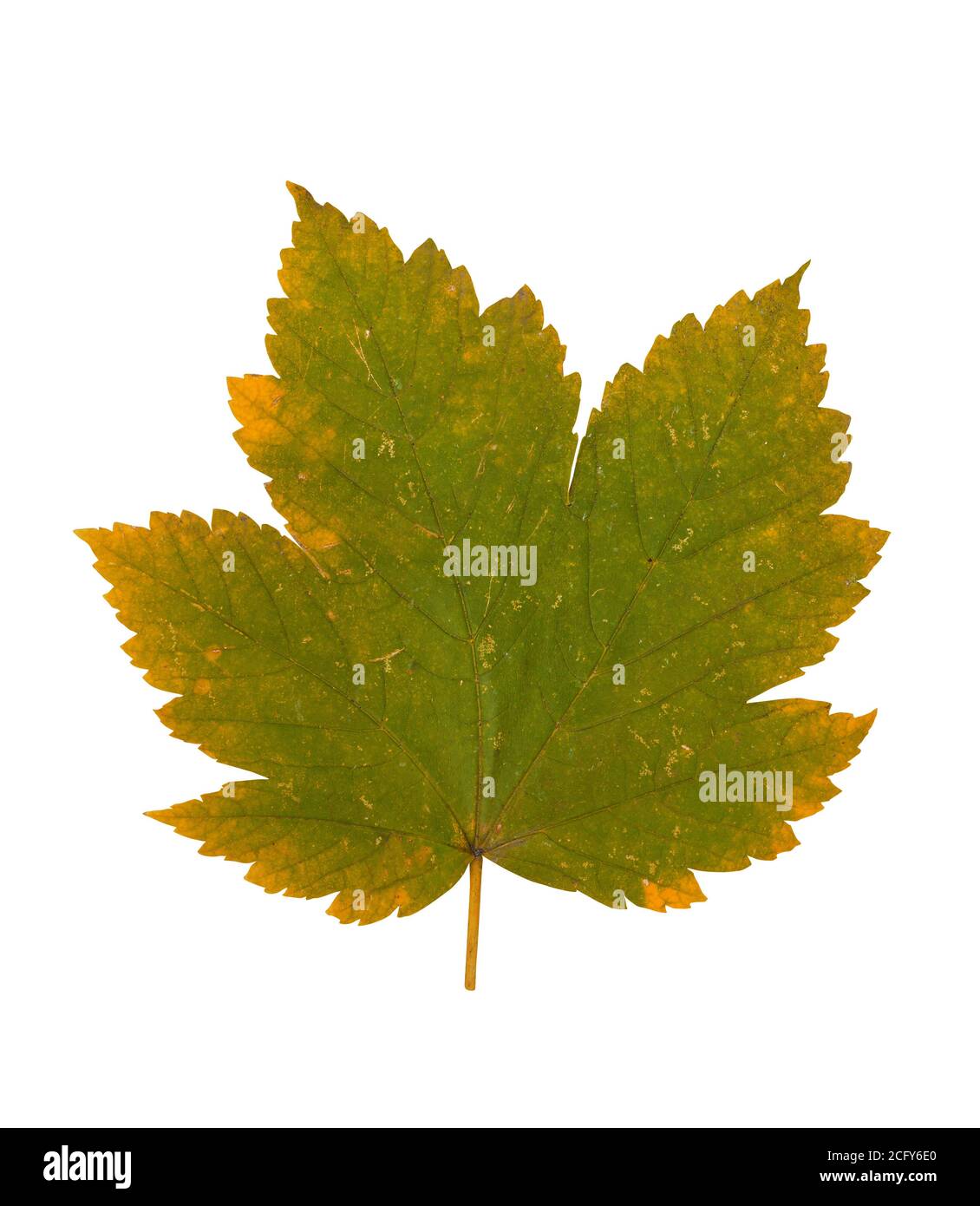 Autumn leaf isolated on white Stock Photo - Alamy