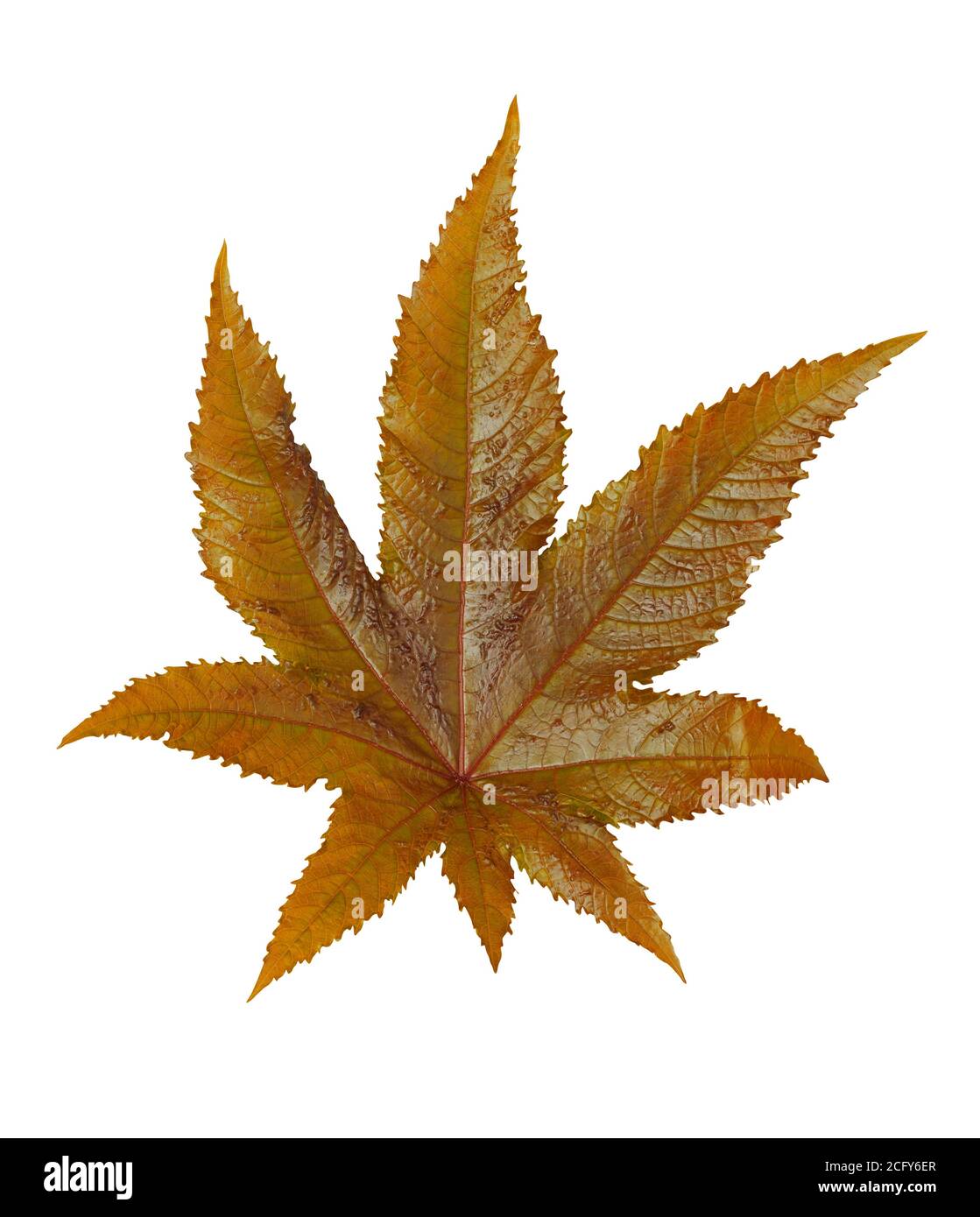 Autumn leaf isolated on white Stock Photo - Alamy