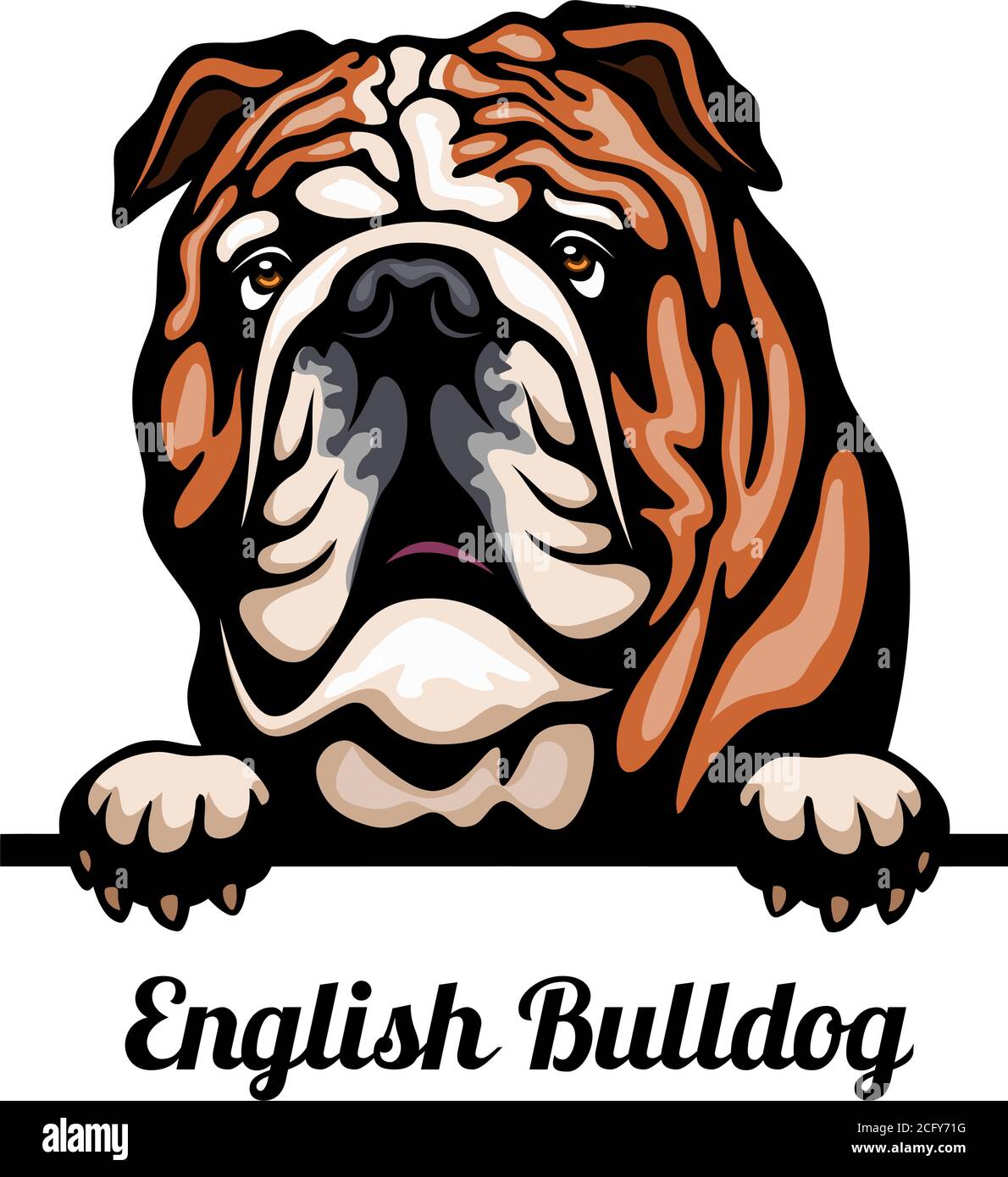 Head English Bulldog - dog breed. Color image of a dogs head isolated on a white background Stock Vector