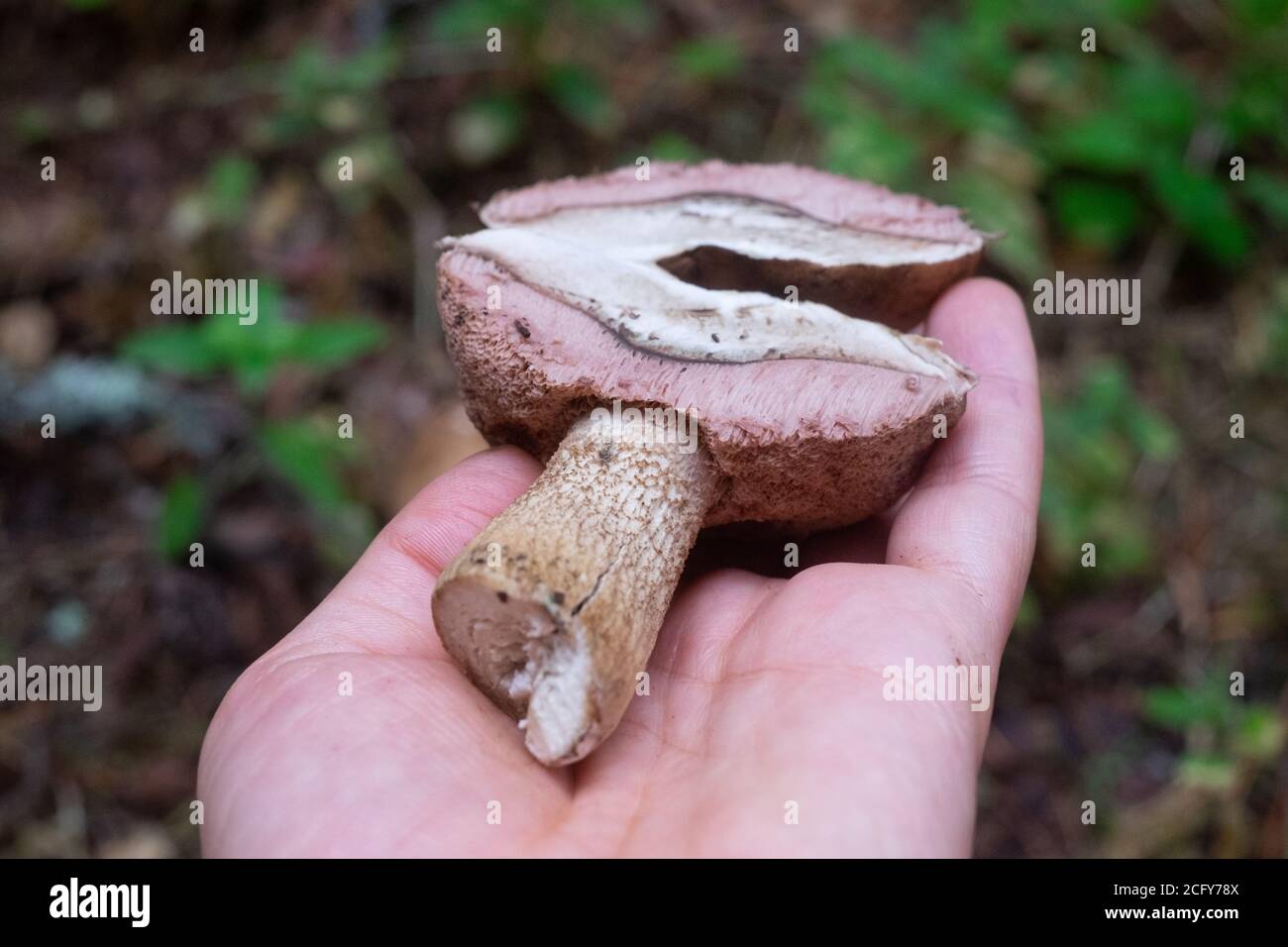 The uneatable bitter bolete mushroom Tylopilus felleus Stock Photo