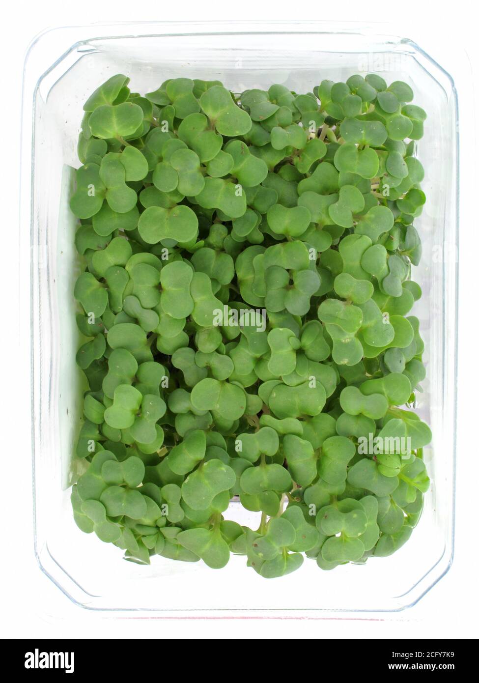 Mustard and cress ( lepidium sativum) also known as garden cress used as a spicy pepper ingredient in soups salad and sandwiches for its food nutritio Stock Photo