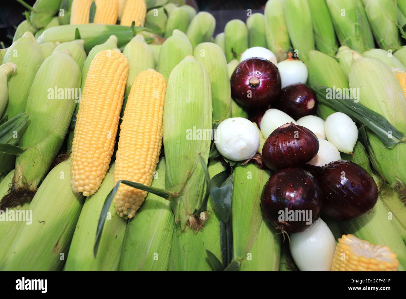Colorful composition with raw corn, white and red onions. Stock Photo