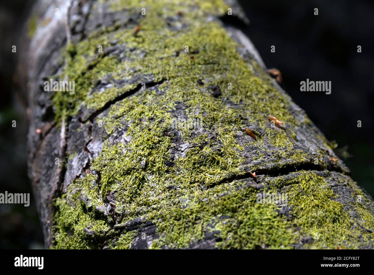 Europe, Luxembourg, Grevenmacher, Mullerthal Trail, Mosses and lichens growing on Tree Trunk Stock Photo