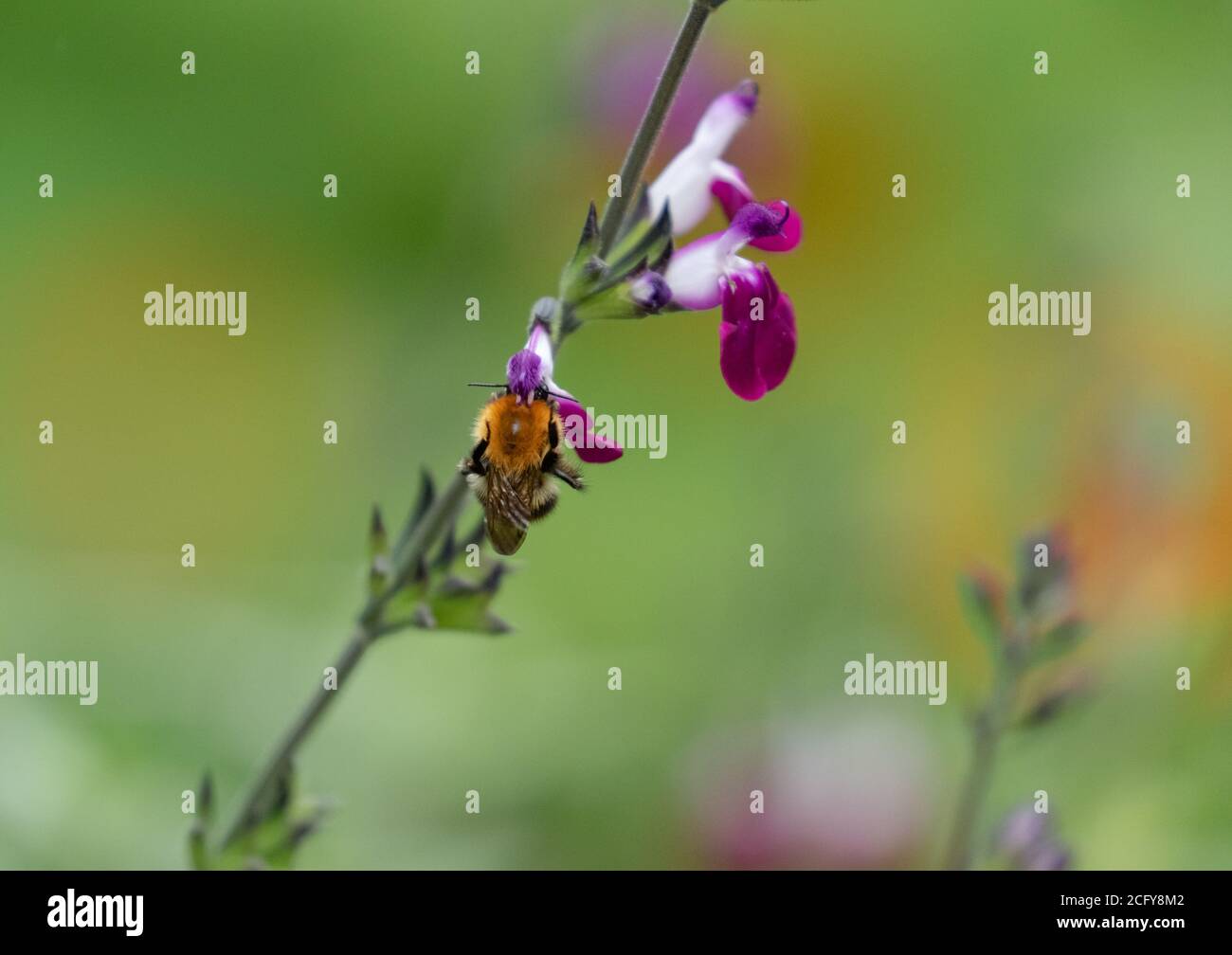 Common carda hi-res stock photography and images - Alamy