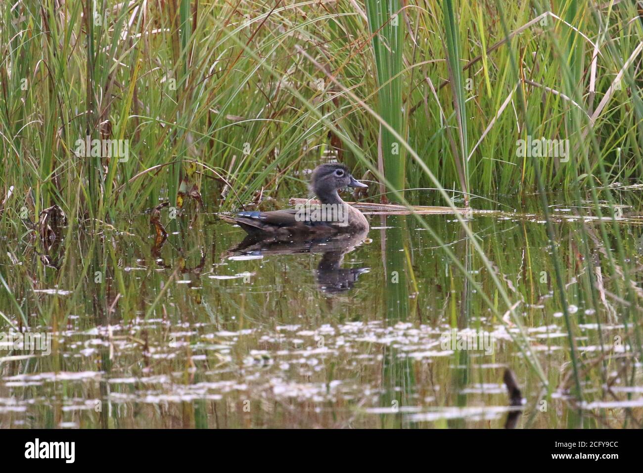 Wood ducks in marsh Stock Photo Alamy