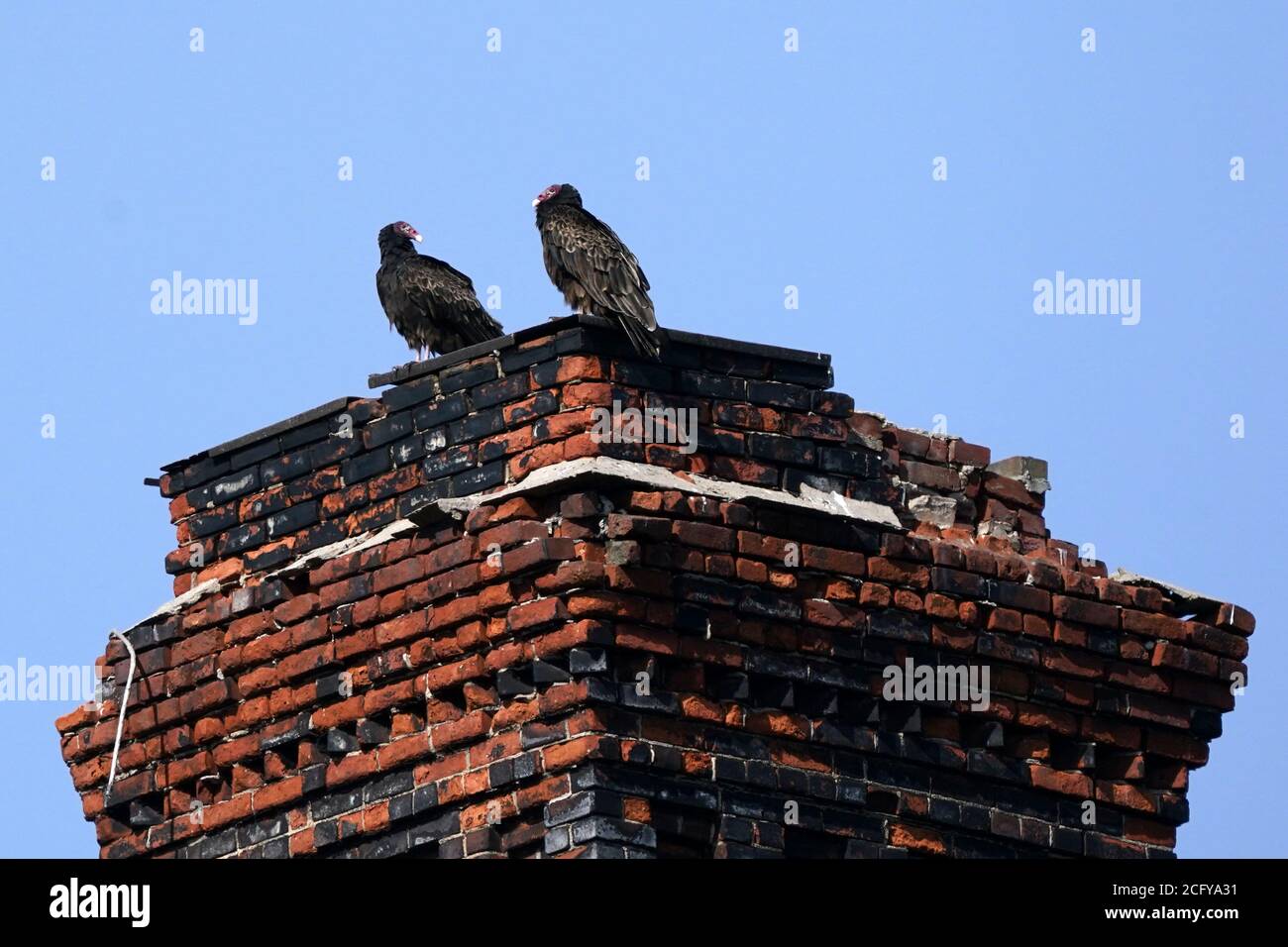 Two Turkey vultures on crumbling chimney Stock Photo
