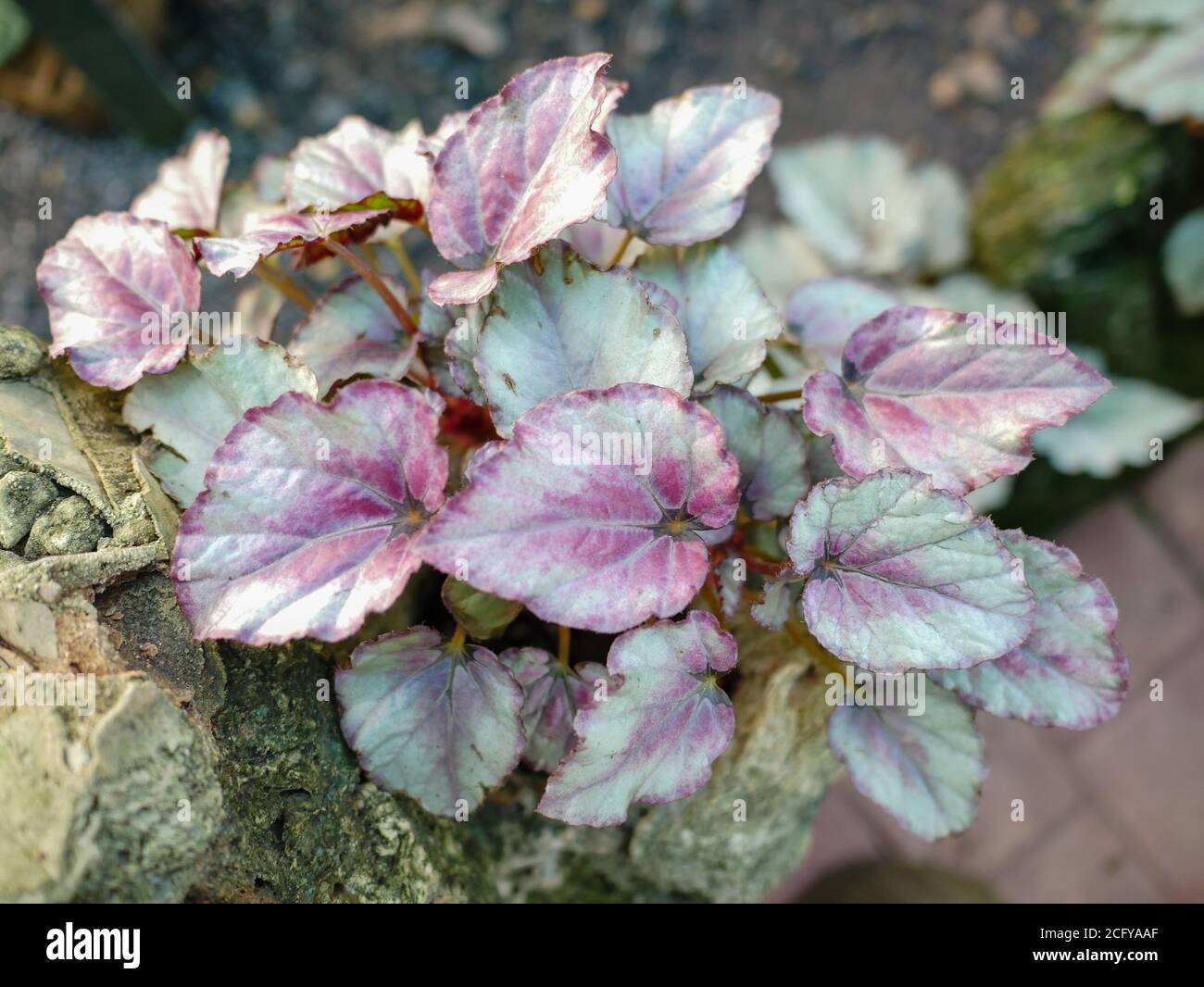 Small ornamental plants used for gardening trays. Stock Photo