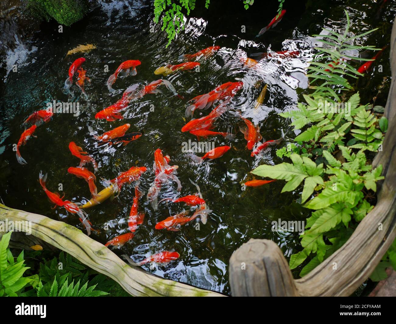 Small ornamental plants used for gardening trays Stock Photo Alamy