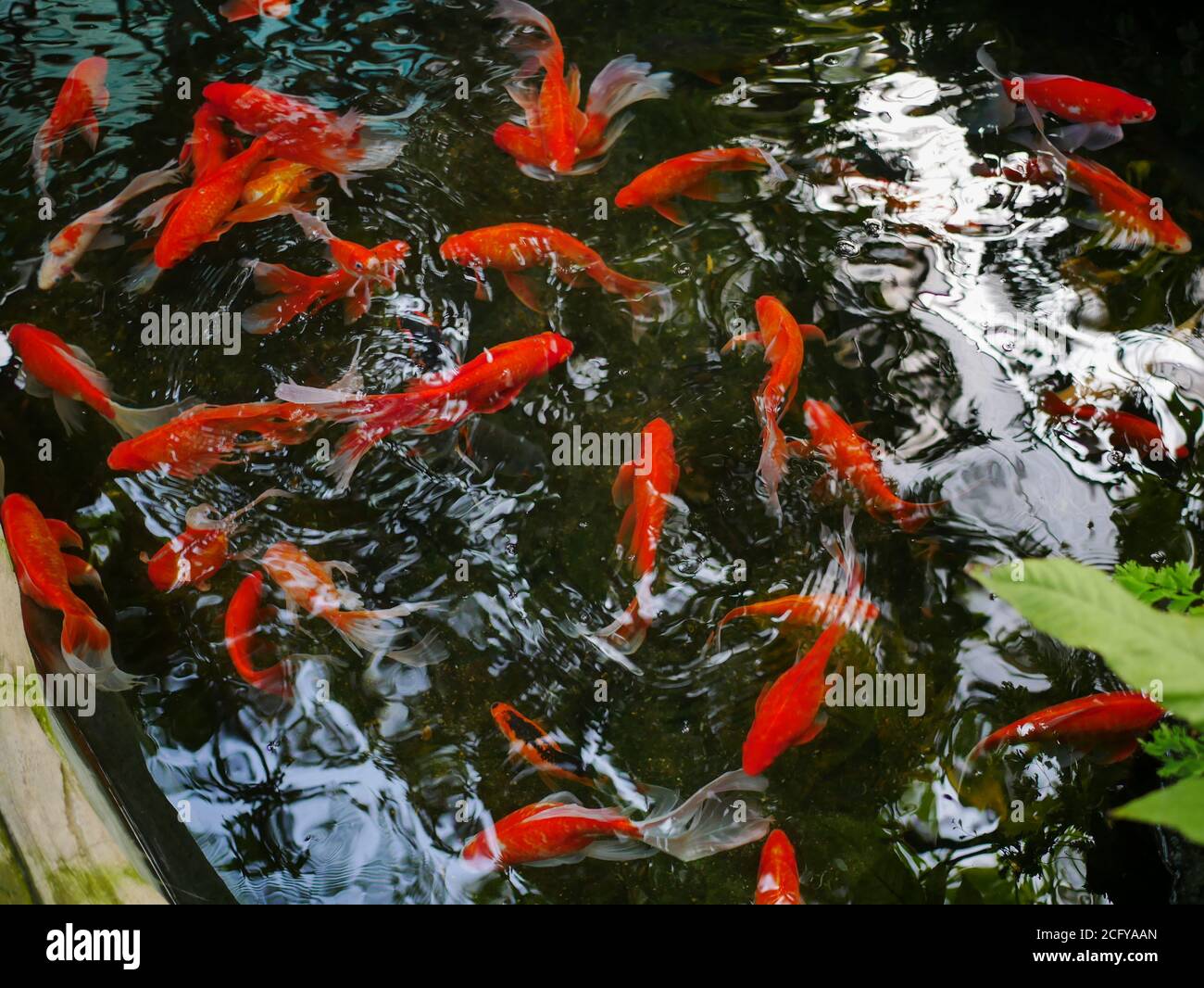 Small ornamental plants used for gardening trays Stock Photo Alamy