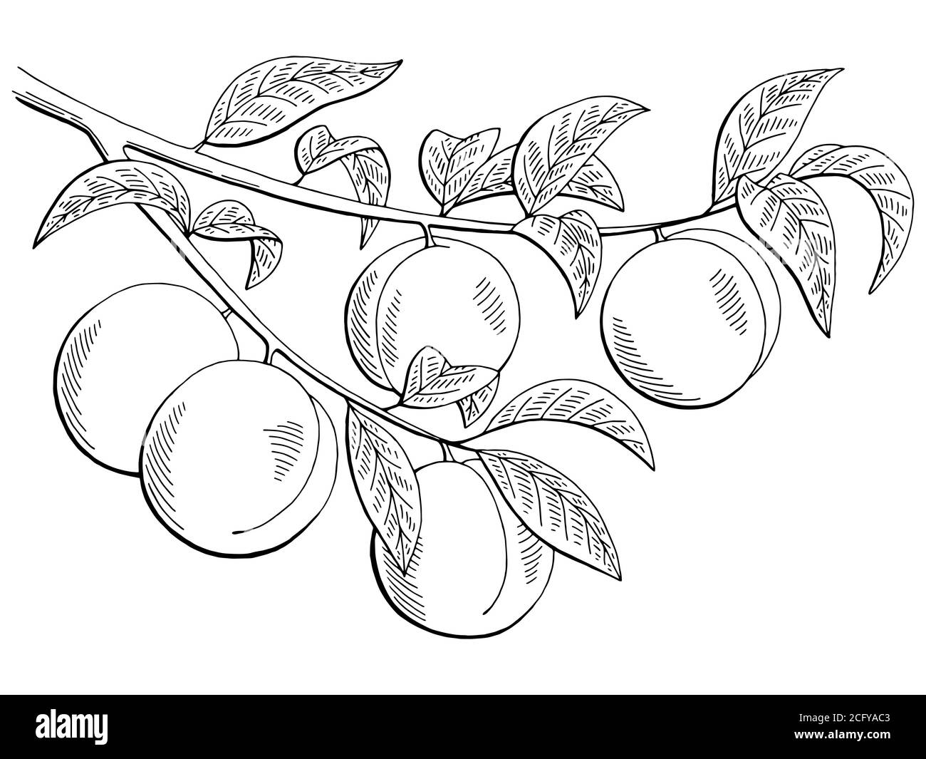 Peach fruit graphic branch black white isolated sketch illustration