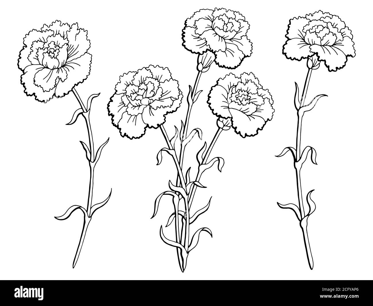 Carnation Flower Drawing Beautiful Image - Drawing Skill