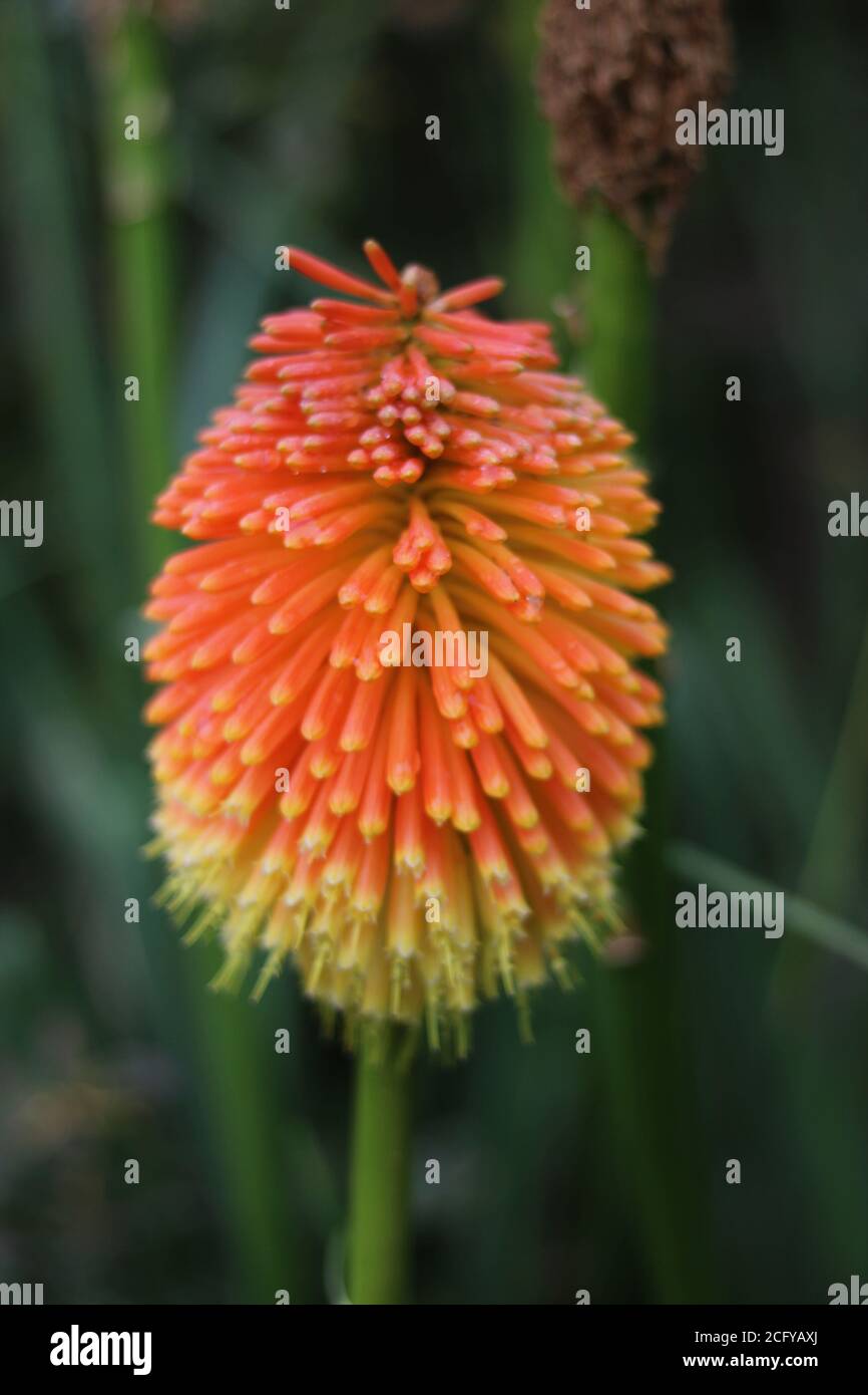 Single blurred red hot poker bloom portrait in orange and yellow Stock Photo