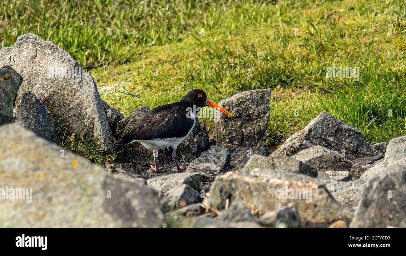 oystercatcher bird at the wadden sea at north sea, germany Stock Photo