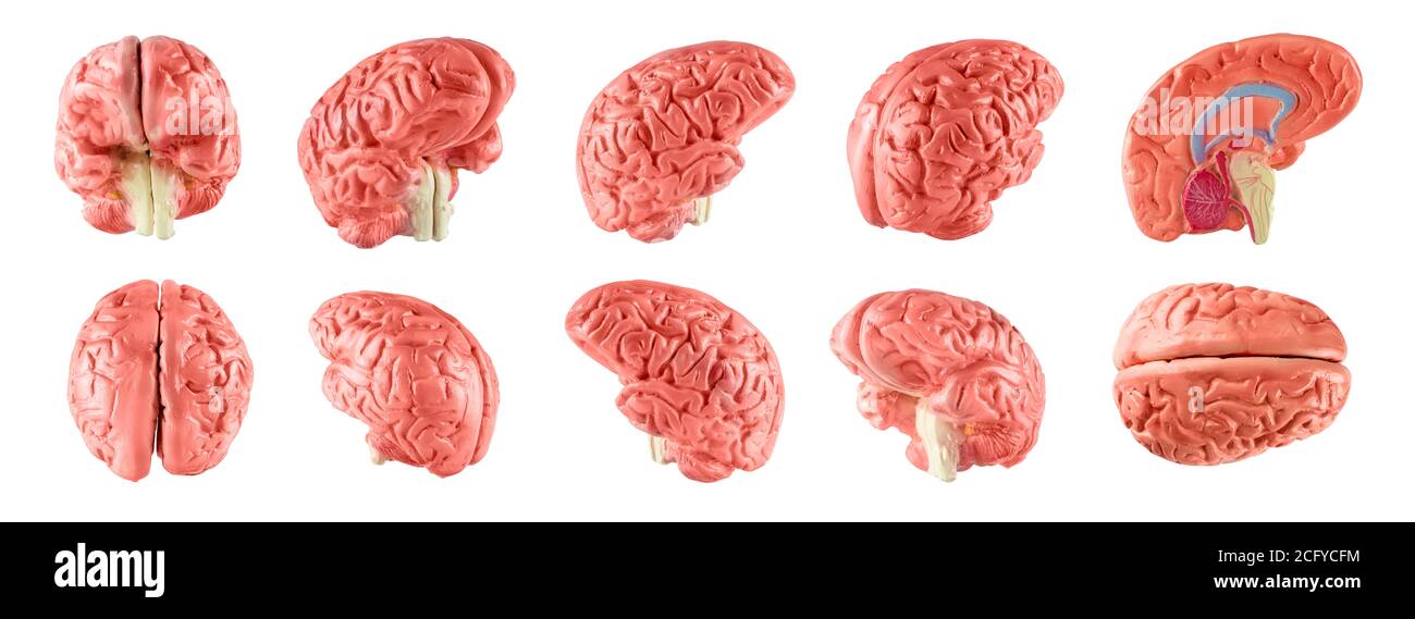 Set of human brain isolated over white background Stock Photo - Alamy