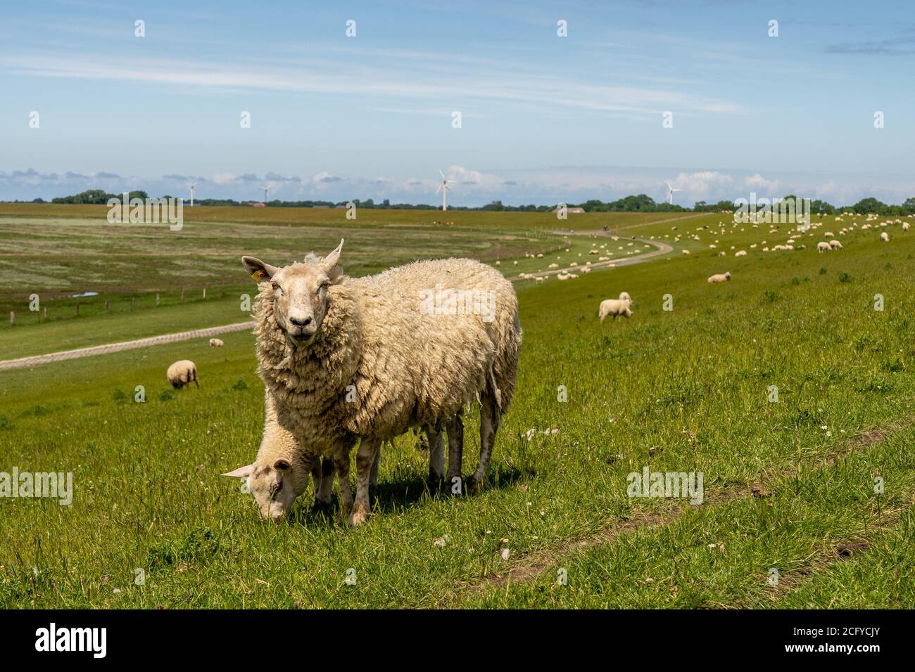 sheep resting and grazing grass on the dike at the north sea Stock Photo