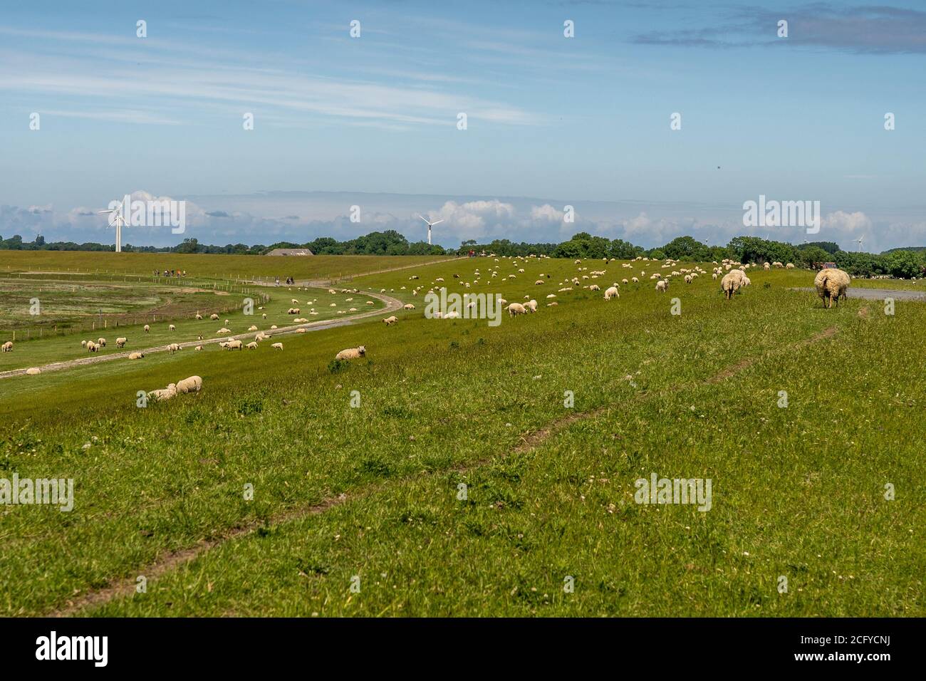 sheep resting and grazing grass on the dike at the north sea Stock Photo
