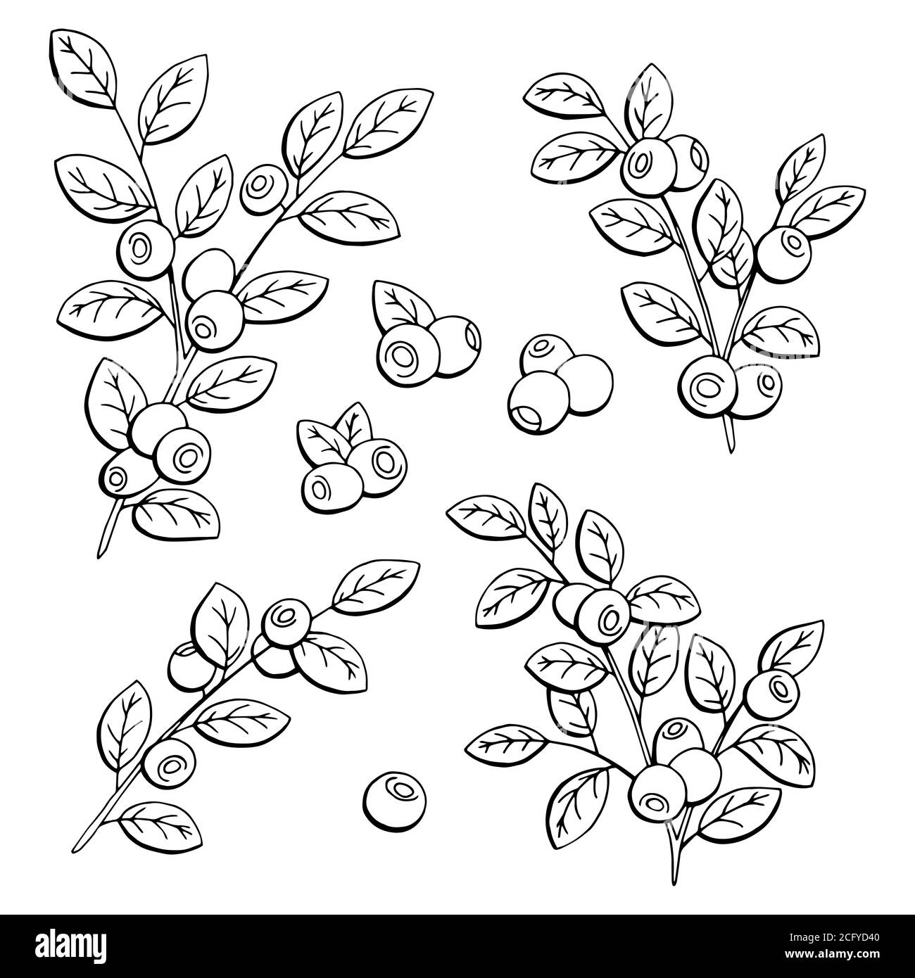 Blueberry graphic black white isolated sketch illustration vector Stock Vector