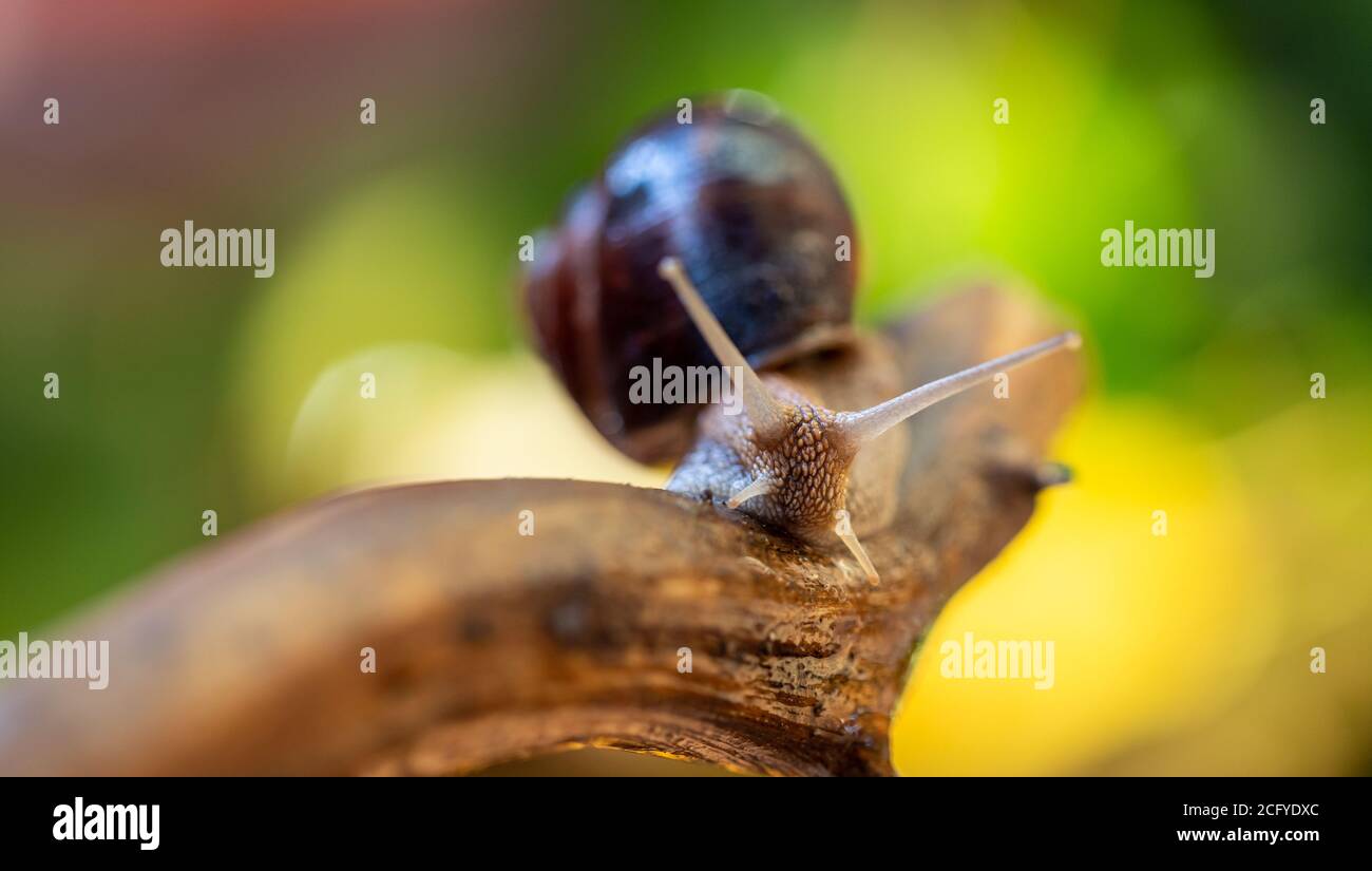 Large snail on a tree branch. Burgudian, grape or Roman edible snail from the Helicidae family. Stock Photo