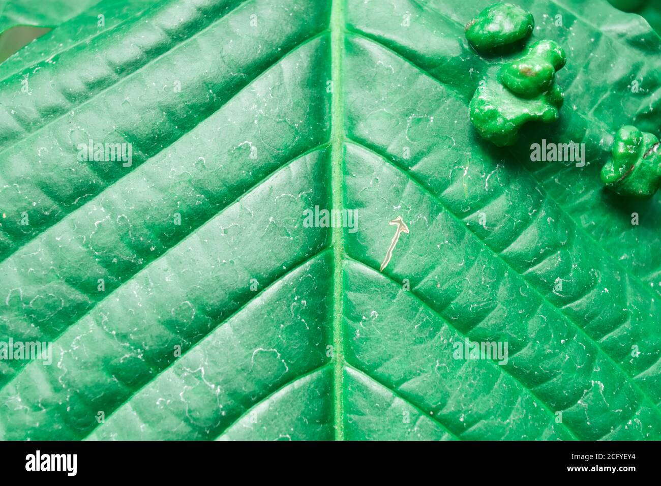 Disease infected of fruit trees. Leaves of trees with leaf curl disease Stock Photo Alamy