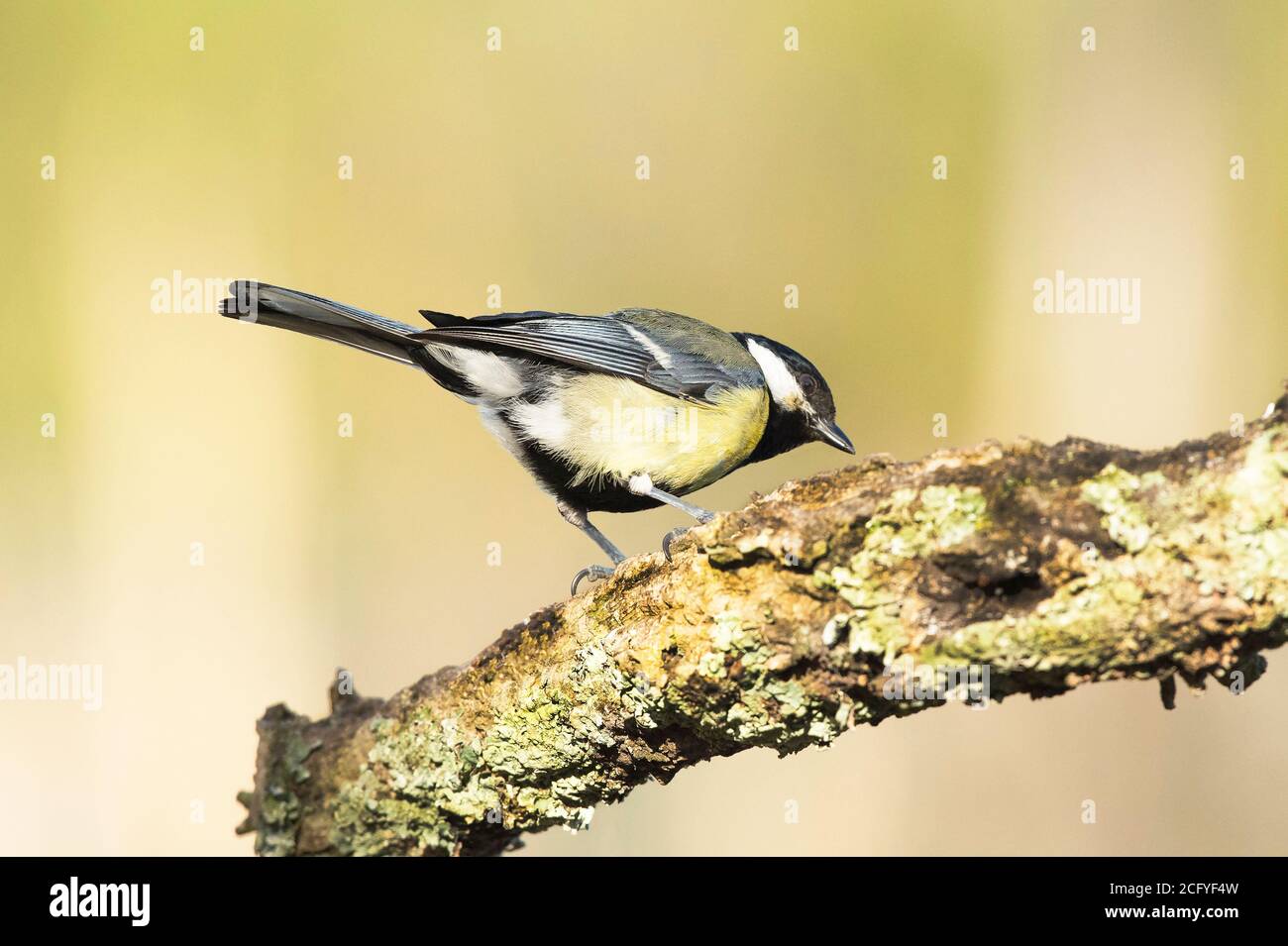 https://c8.alamy.com/comp/2CFYF4W/the-great-tit-parus-major-is-a-passerine-bird-in-the-tit-family-paridae-it-is-a-widespread-and-common-species-throughout-europe-middle-east-etc-2CFYF4W.jpg