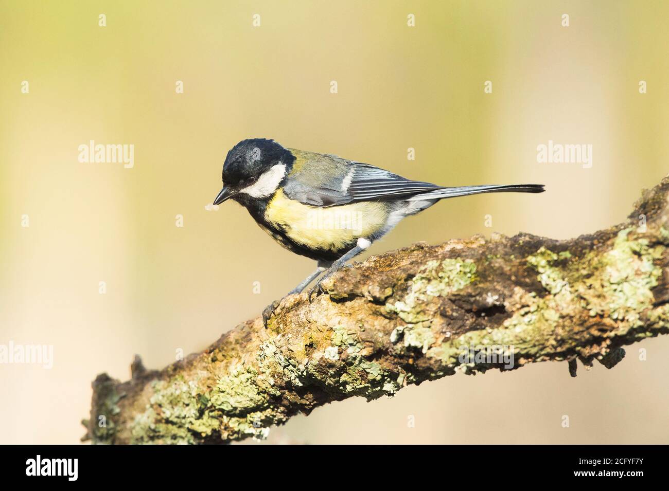 The Great Tit (Parus major) is a passerine bird in the tit family Paridae.  It is a widespread and common species throughout Europe, Middle East, etc  Stock Photo - Alamy