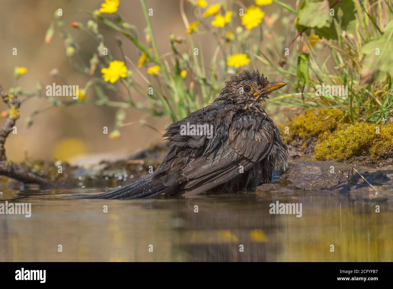 Turdus merula is known as the common black European thrush. Stock Photo