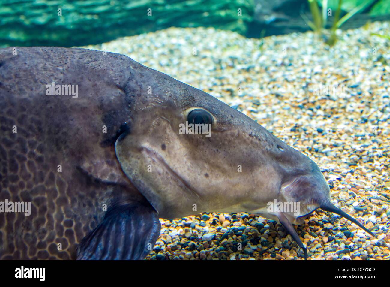 The giraffe catfish (Auchenoglanis occidentalis) is an African catfish. It eats plants off the floor of lakes and streams. Stock Photo