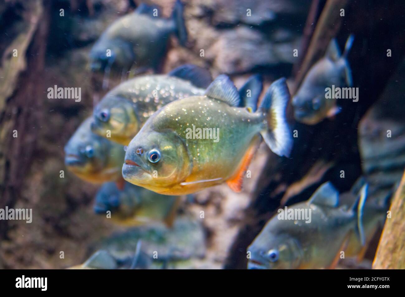 The red-bellied piranha (Pygocentrus nattereri) is a species of piranha native to South America. They are omnivorous foragers and feed on insects. Stock Photo