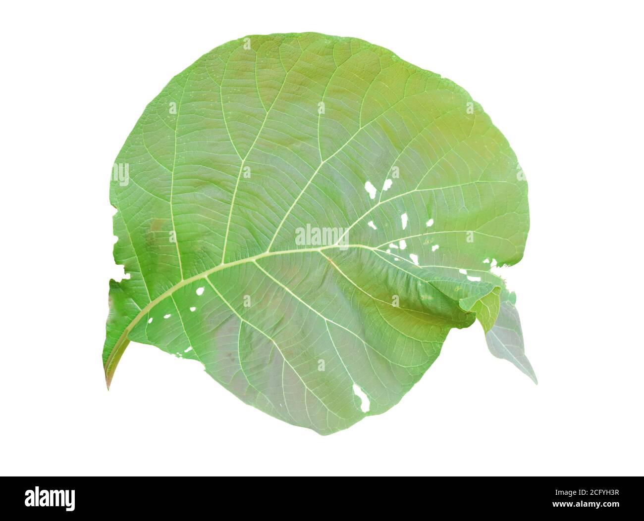 Green teak leaf Isolated on white background. Object with clipping path. Stock Photo